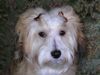 Havaneser Foto: Sandra´s Lord Louis (ID 9823) Havaneser Hund