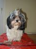 Havaneser Foto: Prinzessin Lucy die Erste (1 Jahr alt) (ID 3121) Havaneser Hund