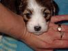 Havaneser Foto: Molly ein Havaneser Baby (ID 5889) Havaneser Hund