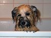 Havaneser Hund