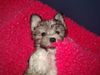 Havaneser Foto: Ich bin Sandra´s Nena und keine Fledermaus! (ID 5892) Havaneser Hund