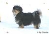 Havaneser Hund