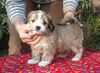 Havaneser Foto: Sandra´s Pamina (ID 9819) Havaneser Hund