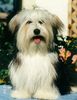 Havaneser Foto: Renny vom Salzetal (ID 7116) Havaneser Hund