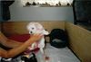 Havaneser Foto: 3 Wochen alt... (ID 6938) Havaneser Hund