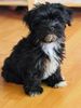 Havaneser Hund