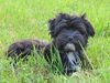 Havaneser Hund