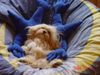 Havaneser Foto: Sweet Dreams from Claudias Havanese (ID 1804) Havaneser Hund