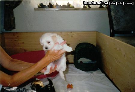 Havaneser Hunde Foto 6938 Havaneser 3 Wochen alt...