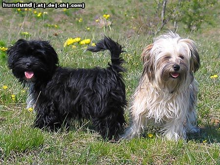Havaneser Hunde Foto 21638 in höherer Auflösung ansehen Havaneser Roxy und Jazzy