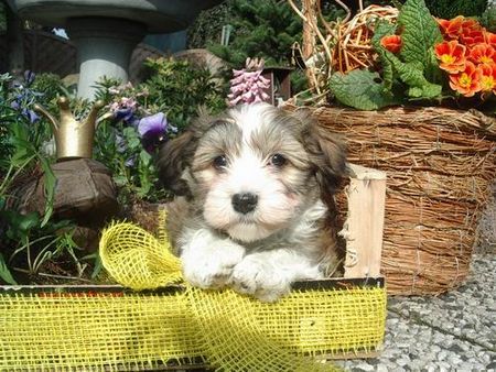 Havaneser Hunde Foto 43589 Havaneser Your Magic Charisma von Ajaccio