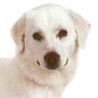 Himalaja-Schäferhund, Himalayan Sheepdog, Bhotia, Banjara Himalaja-Schäferhund, Himalayan Sheepdog, Bhotia, Banjara