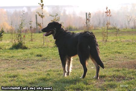 Hovawart Hunde Foto 26713 in höherer Auflösung ansehen Hovawart WB 01.11.05