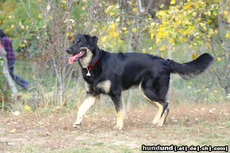Hovawart Hunde Foto 26711 in höherer Auflösung ansehen Hovawart wer kommt denn da ?