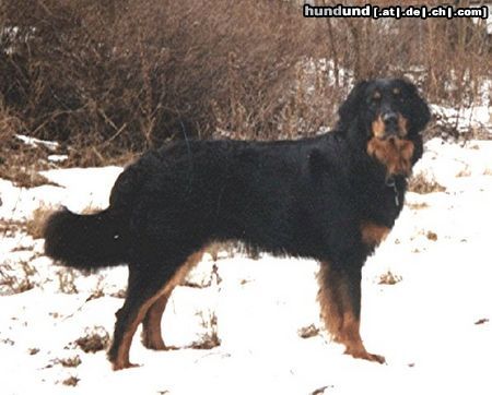 Hovawart Hunde Foto 11707 Hovawart das ist unser süßer familienhund \