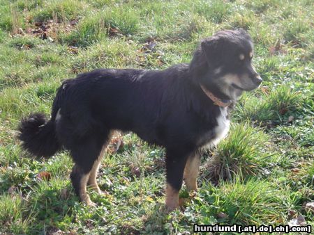 Hovawart Hunde Foto 16644 in höherer Auflösung ansehen Hovawart Roza