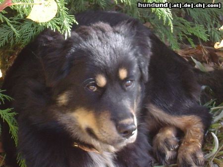 Hovawart Hunde Foto 16654 in höherer Auflösung ansehen Hovawart Roza