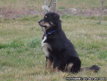 Hovawart Hunde Foto 16645 in höherer Auflösung ansehen Hovawart Roza