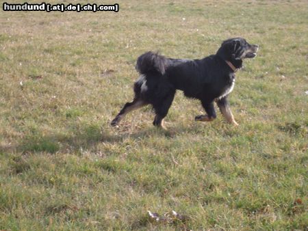 Hovawart Hunde Foto 16646 in höherer Auflösung ansehen Hovawart Roza