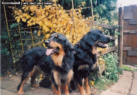 Hovawart Hunde Foto 18842 in höherer Auflösung ansehen Hovawart Hovawarte vom Hegebach, Krissy & Conny