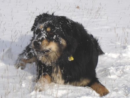 Hovawart Hunde Foto 27243 in höherer Auflösung ansehen Hovawart Gala