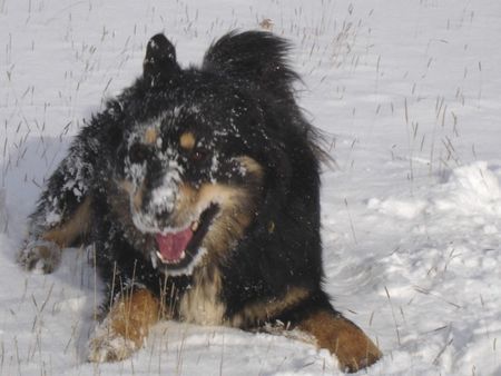 Hovawart Hunde Foto 27244 in höherer Auflösung ansehen Hovawart Gala