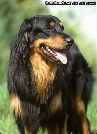 Hovawart Hunde Foto 15078 in höherer Auflösung ansehen Hovawart Championrüde auf einer Ausstellung