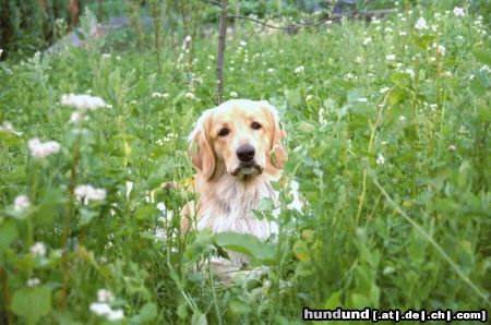 Hovawart Hunde Foto 15016 in höherer Auflösung ansehen Hovawart Cismo von Erlenstein WM2004
