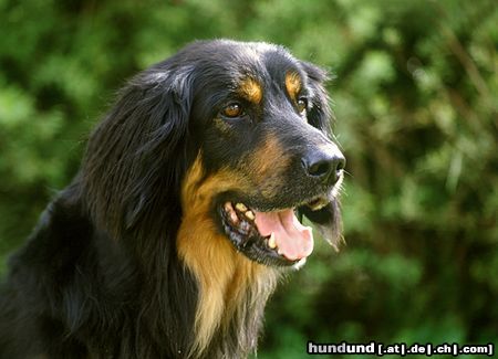 Hovawart Hunde Foto 15079 in höherer Auflösung ansehen Hovawart Championrüde auf einer Ausstellung