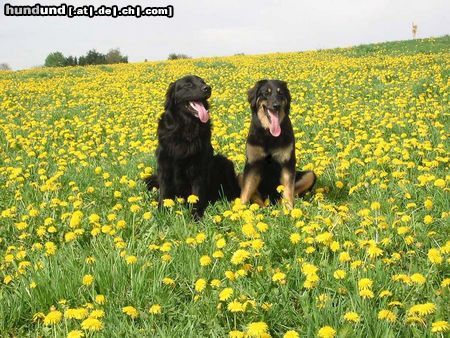 Hovawart Hunde Foto 5565 Hovawart Amigo & Baika im Löwenzahnfeld