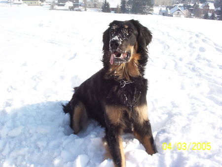 Hovawart Hunde Foto 31778 in höherer Auflösung ansehen Hovawart Santo im Schnee