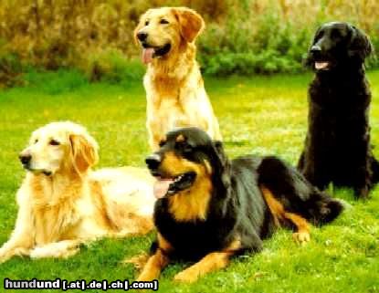 Hovawart Hunde Foto 4043 Hovawart