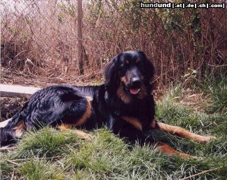 Hovawart Hunde Foto 4058 Hovawart