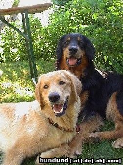 Hovawart Hunde Foto 4059 Hovawart