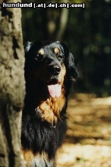 Hovawart Hunde Foto 4060 Hovawart