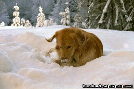 Hovawart Hunde Foto 16341 in höherer Auflösung ansehen Hovawart dream