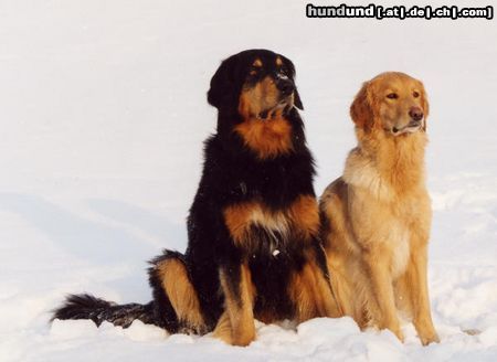 Hovawart Hunde Foto 4044 Hovawart