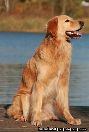 Hovawart Hunde Foto 46433 in höherer Auflösung ansehen Hovawart Giulie von der Tannenmühle