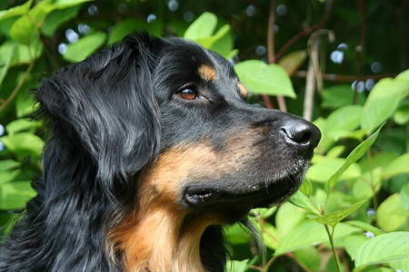 Hovawart Hunde Foto 35397 in höherer Auflösung ansehen Hovawart Kalle, unser Liebling