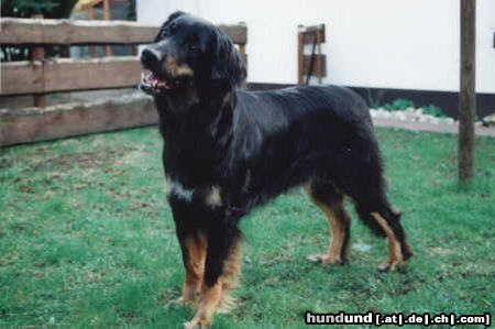 Hovawart Hunde Foto 3909 Hovawart