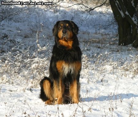 Hovawart Hunde Foto 3916 Hovawart