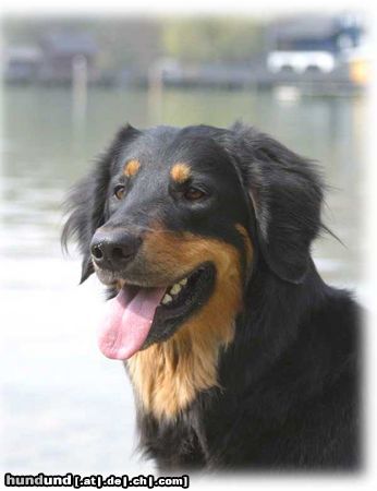Hovawart Hunde Foto 3904 Hovawart