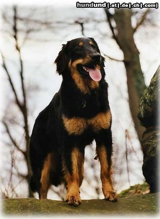 Hovawart Hunde Foto 3917 Hovawart