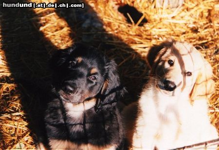Hovawart Hunde Foto 4056 Hovawart