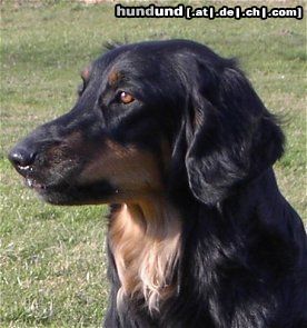 Hovawart Hunde Foto 4055 Hovawart