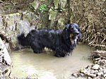 Hovawart Hunde Foto 4057 Hovawart