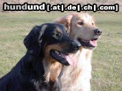 Hovawart Hunde Foto 3905 Hovawart