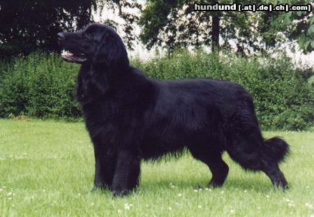 Hovawart Hunde Foto 4040 Hovawart