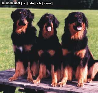 Hovawart Hunde Foto 4008 Hovawart