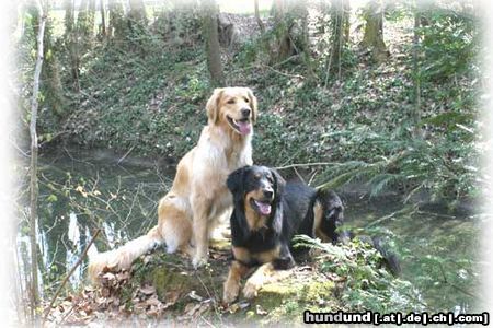 Hovawart Hunde Foto 4042 Hovawart